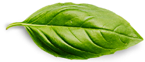 basil leaf V R Traders